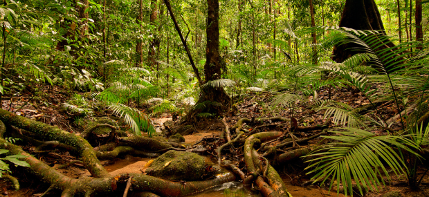 Ancient Rainforest